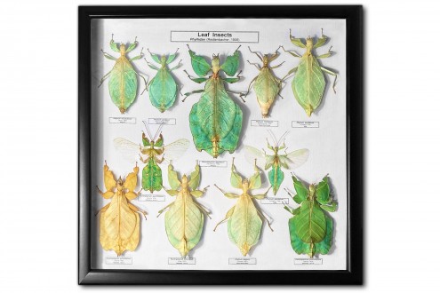 Leaf Insects (10 pcs)