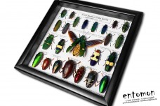 Jewel Beetles of the World (24 pcs)