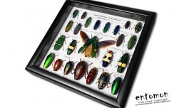 Jewel Beetles of the World (24 pcs)