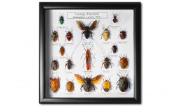 True Bugs of the World (19 pcs)
