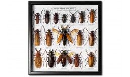 Prioninae of the World (17 pcs)
