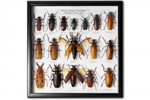 Prioninae of the World (17 pcs)