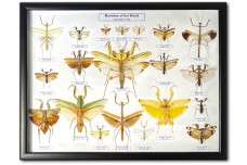 Mantidae of the World (20 pcs)