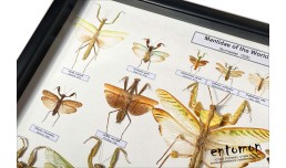 Mantidae of the World (20 pcs)