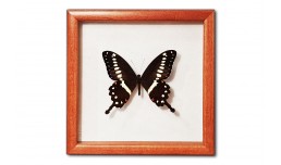 Papilio lormieri