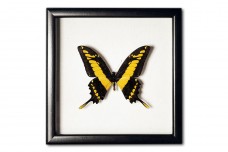 Papilio thoas cyniras