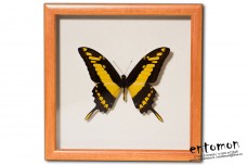 Papilio thoas cyniras