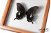 Papilio sataspes
