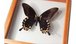 Papilio deiphobus deiphobus