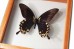 Papilio deiphobus deiphobus