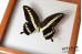 Papilio gigon gigon