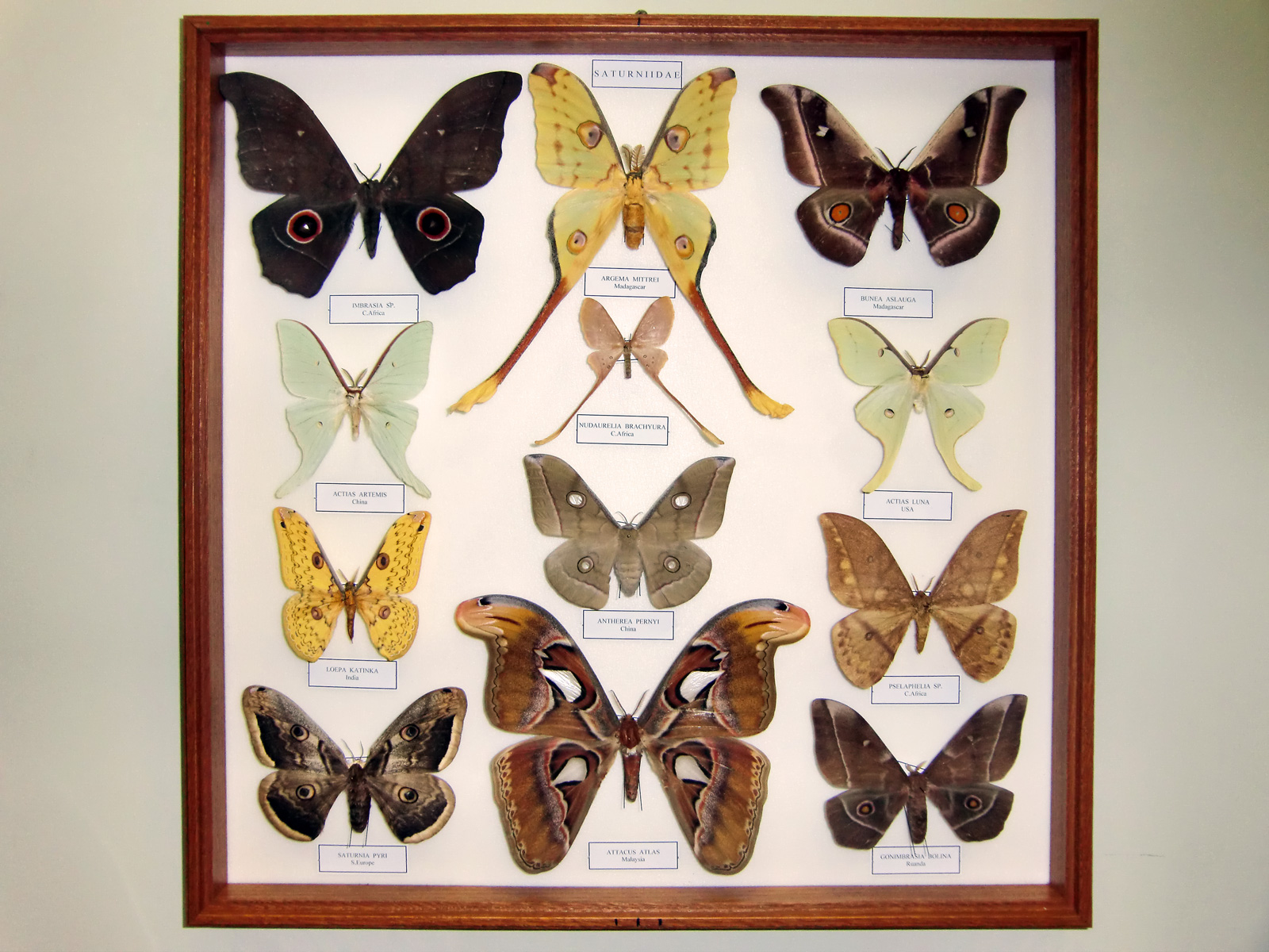 Collections page. Бабочки Африки коллекция энтомолога. Коллекционирование насекомых. Энтомология коллекция. Коллекция насекомых своими руками.